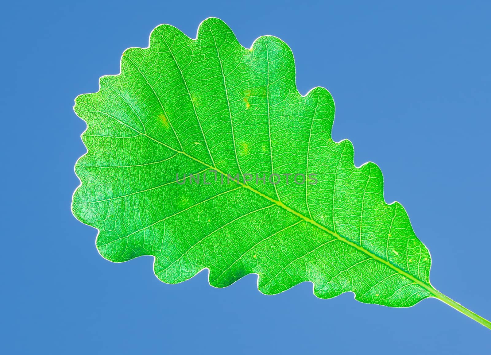 The green oak leaf under blue sky at the botanical garden