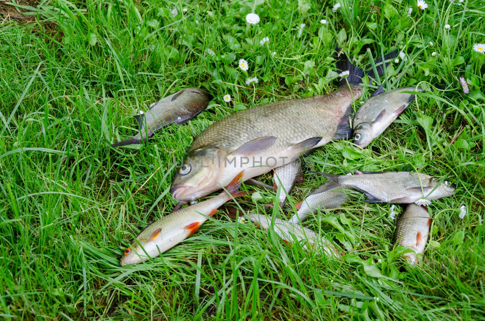 large bream with small fish in meadow by sauletas