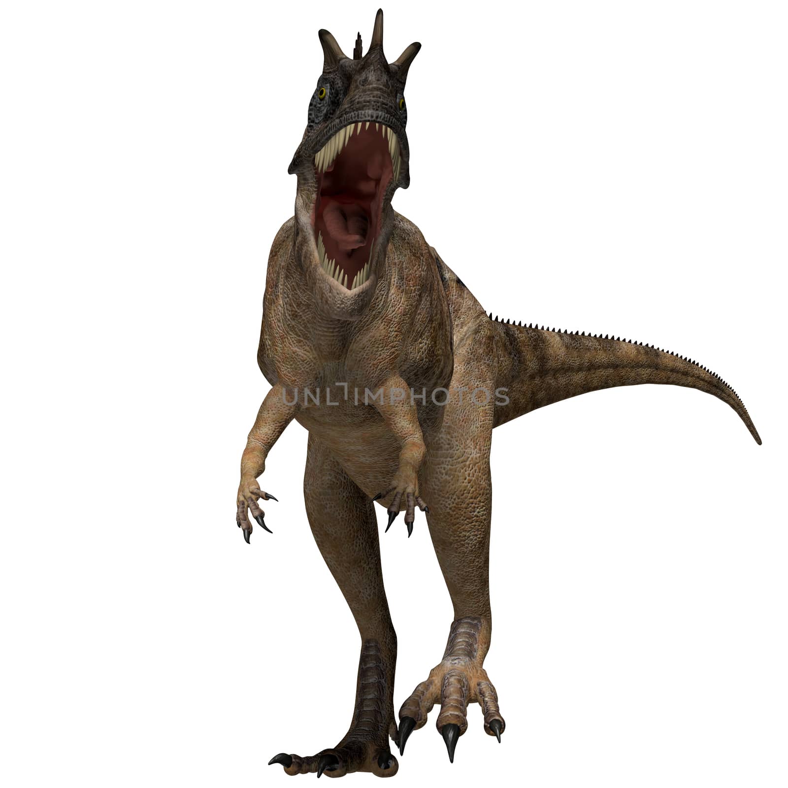 The Ceratosaurus is a horned theropod dinosaur found in North America from the Jurassic Period.