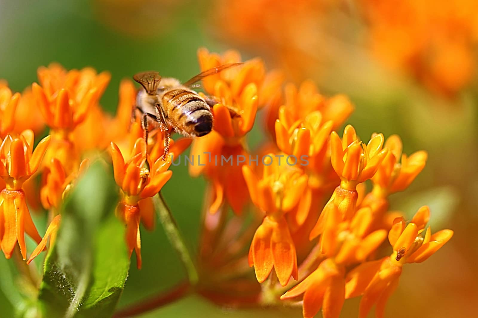 Butterfly Weed with Bee by Catmando