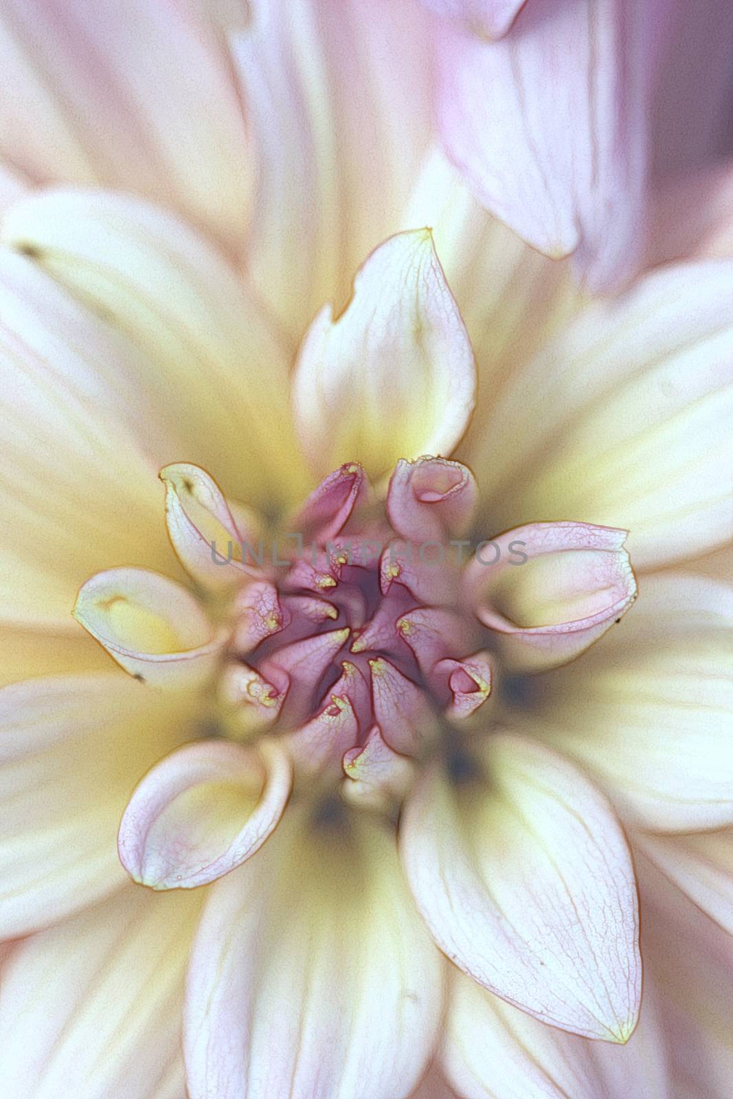 The Dahlia is a perennial flower found in tropical regions but can be used in temperate zones when stored over winter.