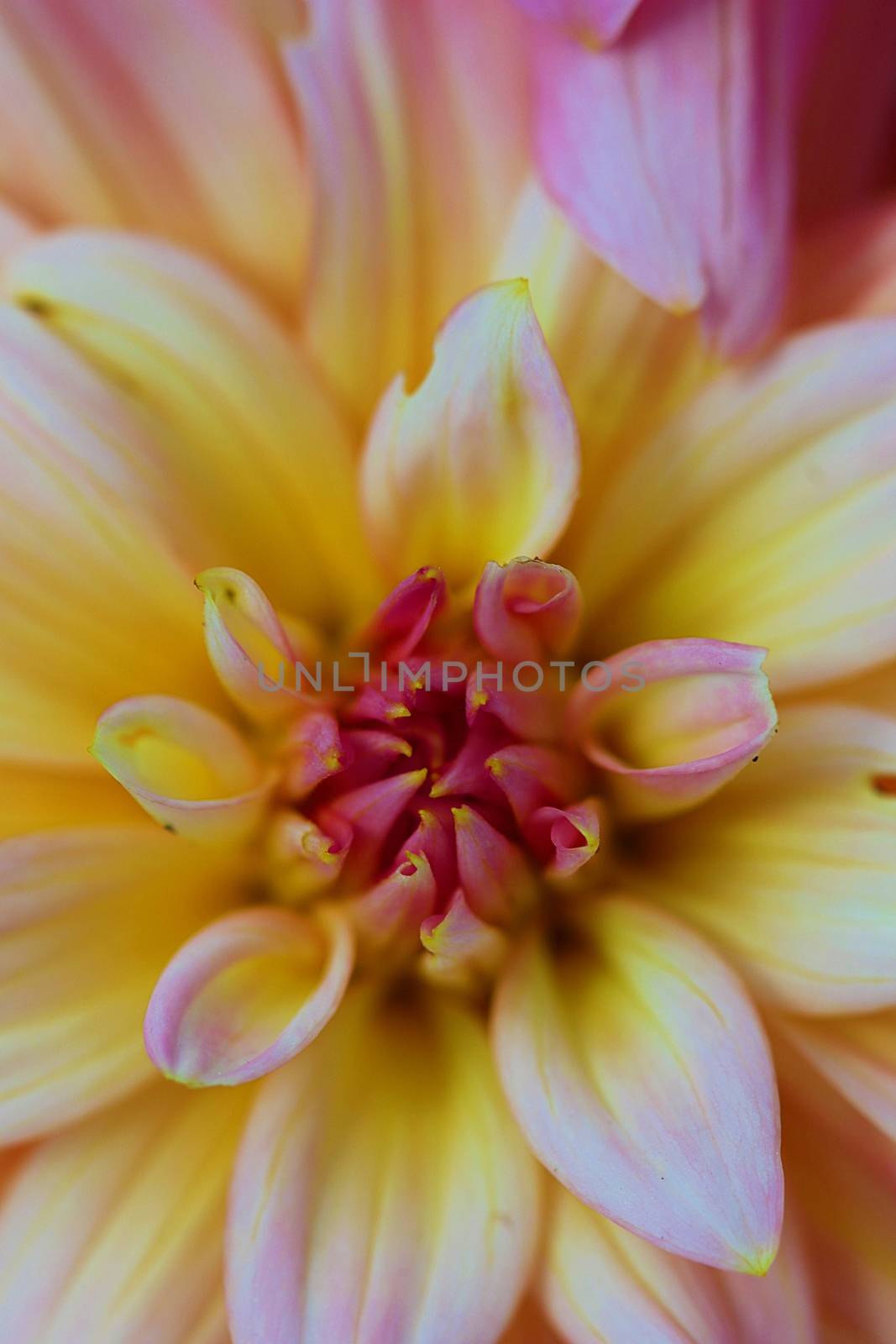 The Dahlia is a perennial flower found in tropical regions but can be used in temperate zones when stored over winter.