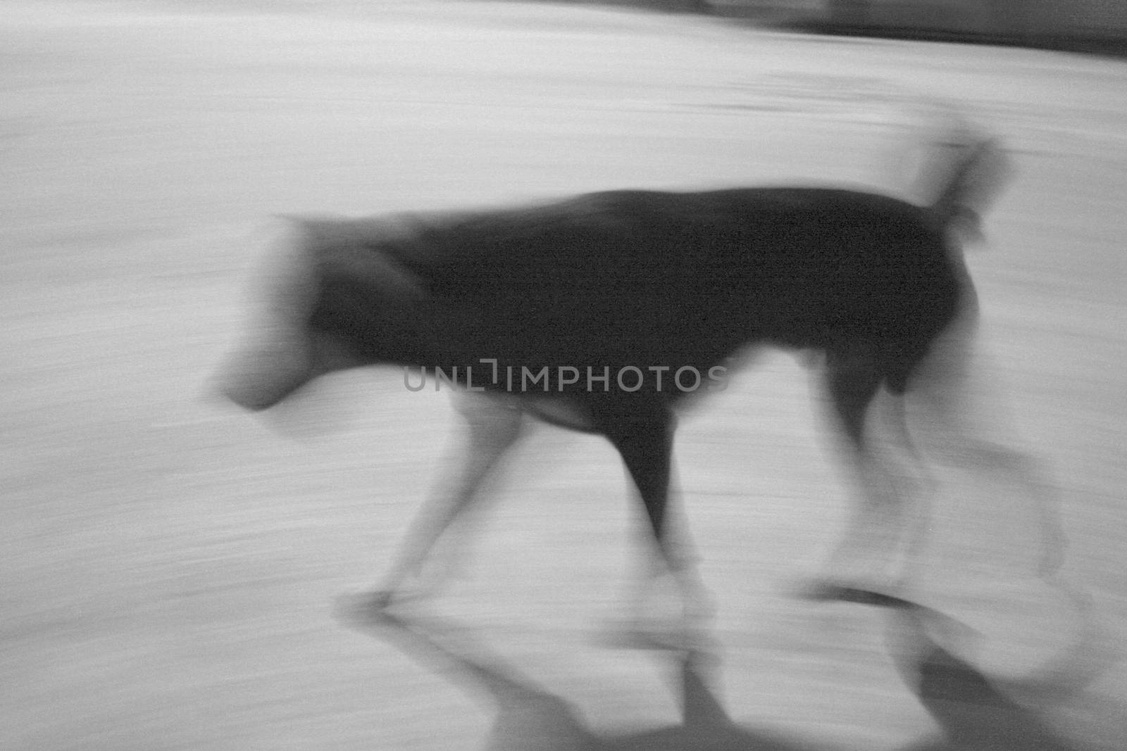 Blurred walking dog by pixbox77