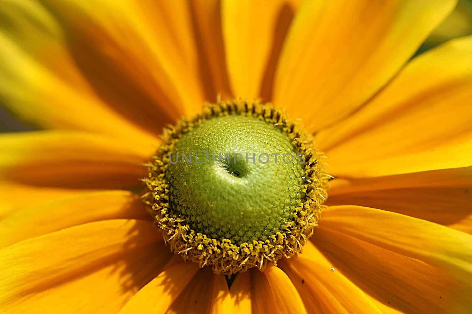 Gloriosa Daisy or Prairie Sun is a perennial daisy flower that likes full sun and lasts for many years.