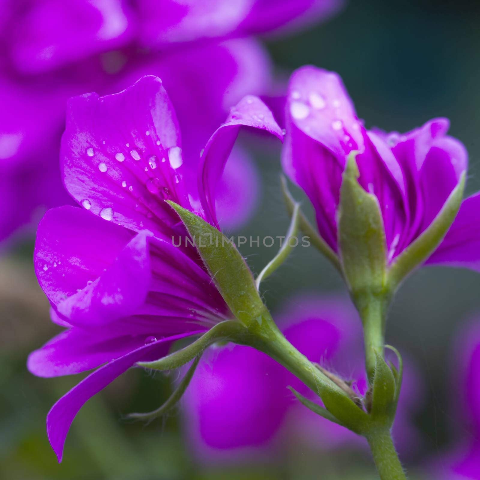 Geranium with drops of water, shallow depth of field