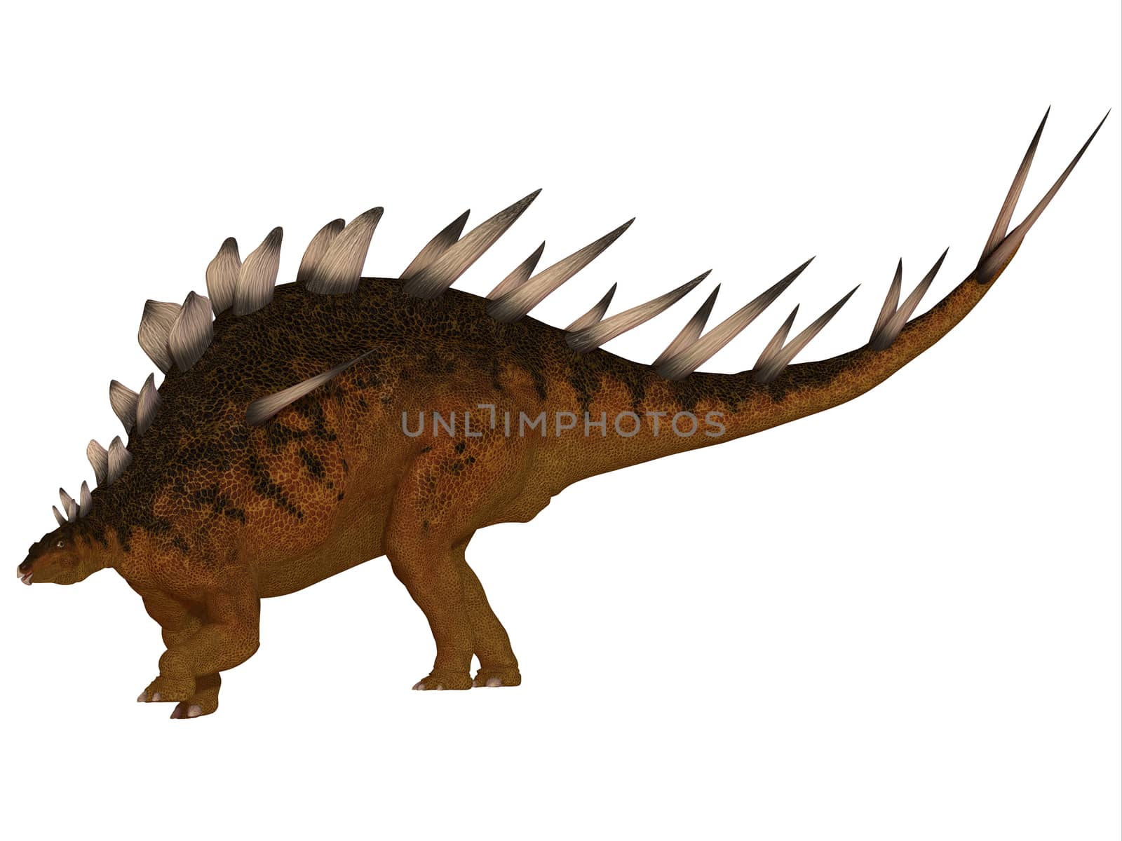 The Kentrosaurus dinosaur from the Jurassic Period of North America has plates along its spine and spikes on its shoulders and tail.