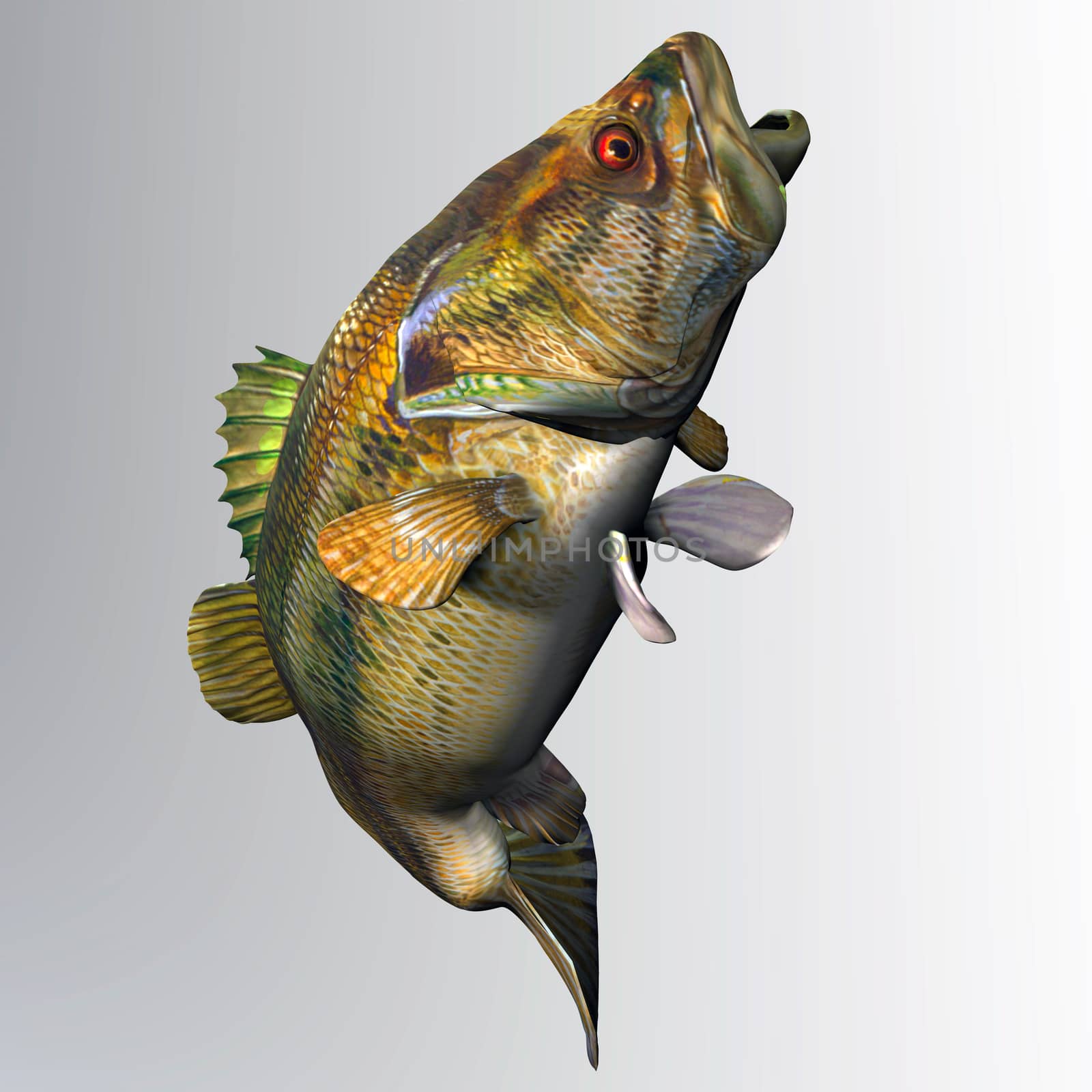 The Largemouth Bass is a freshwater gamefish that is popular with anglers in North America.