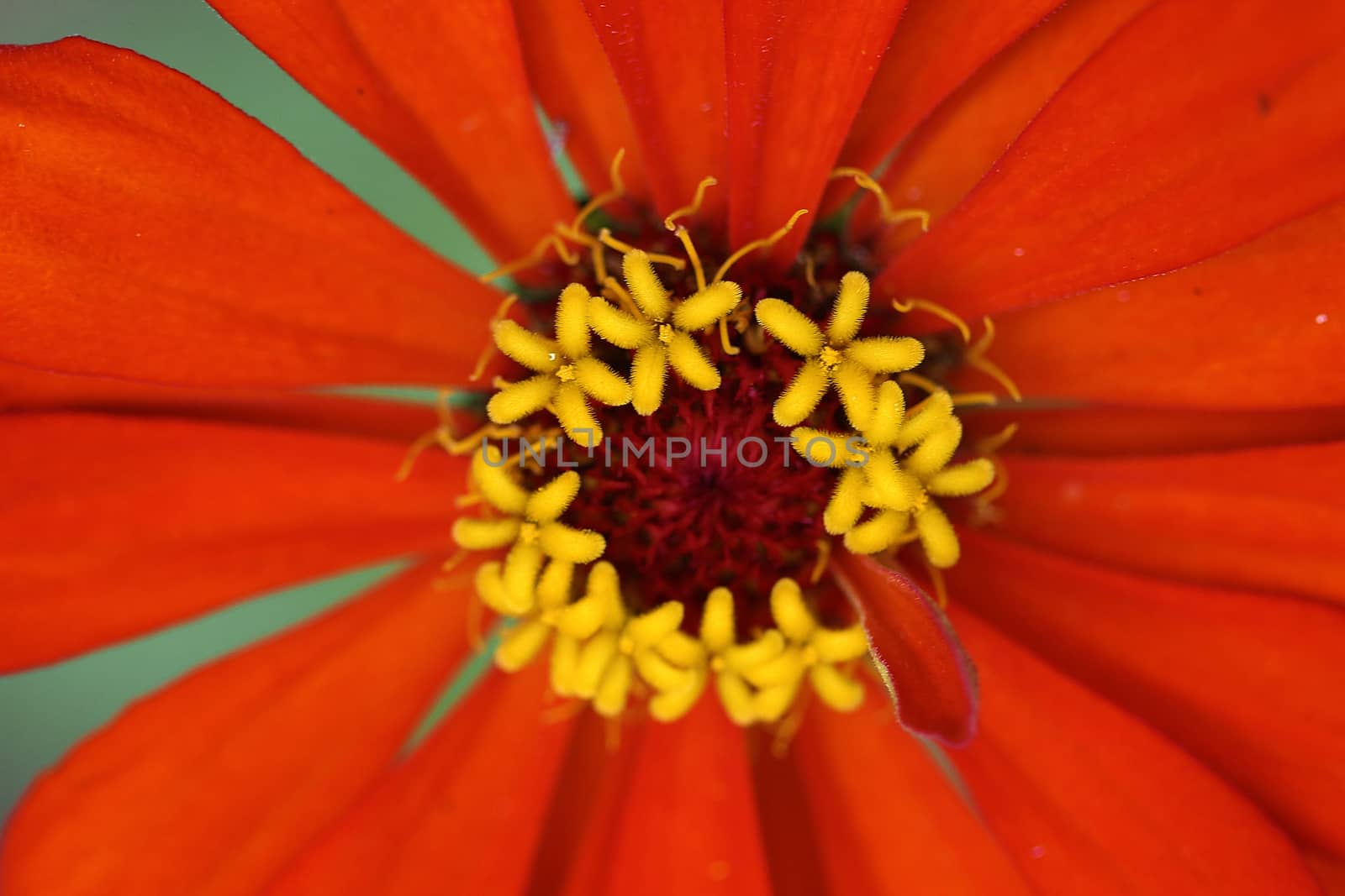 The Zinnia is a annual with star-shaped flower stamens and blooms in summer and autumn.