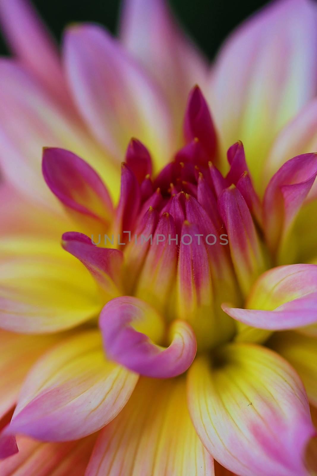 Pink and Yellow Dahlia by Catmando
