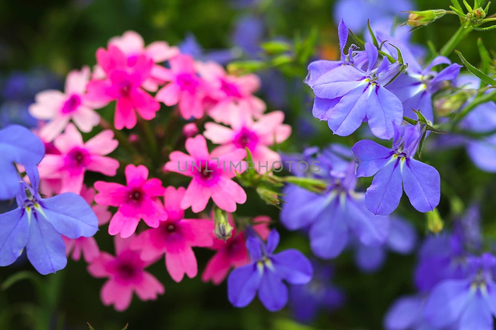 Pink Phlox and Violet Flowers by Catmando