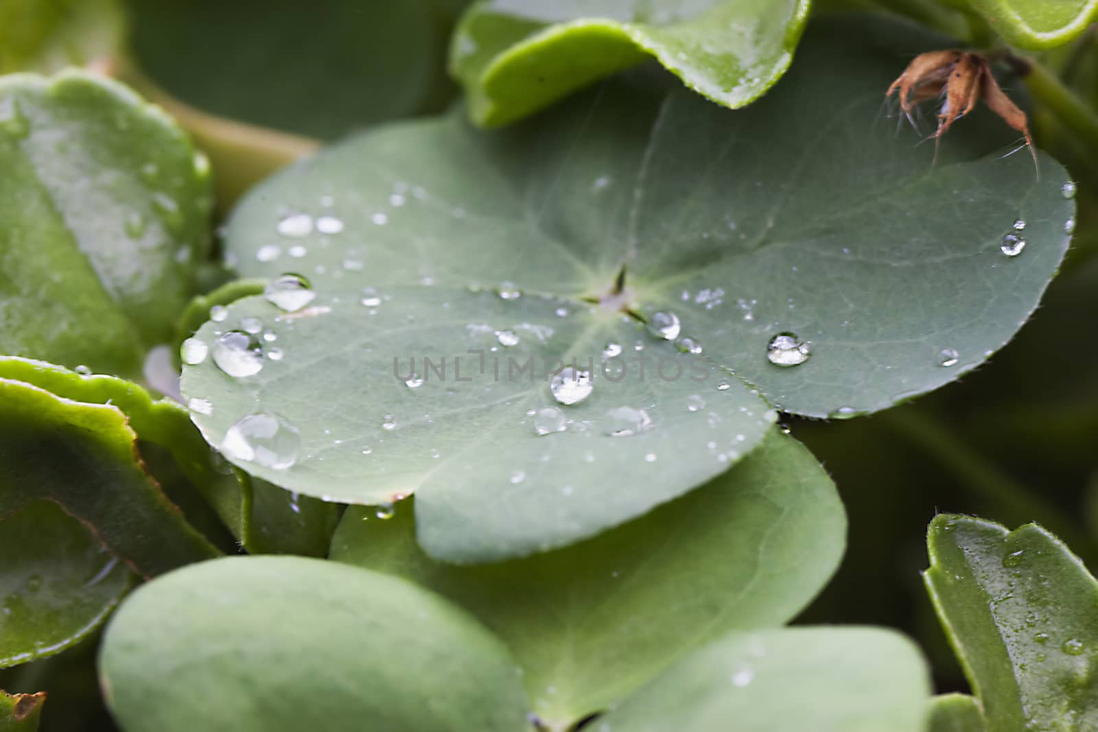 Leaf with drops of water, close up