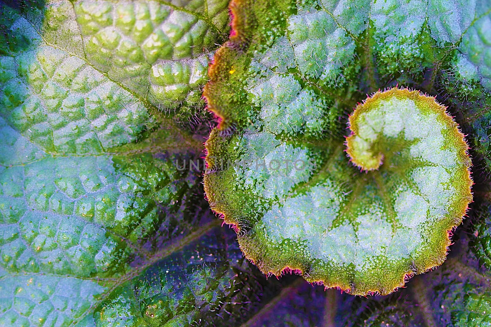 Rex Begonia Leaf by Catmando