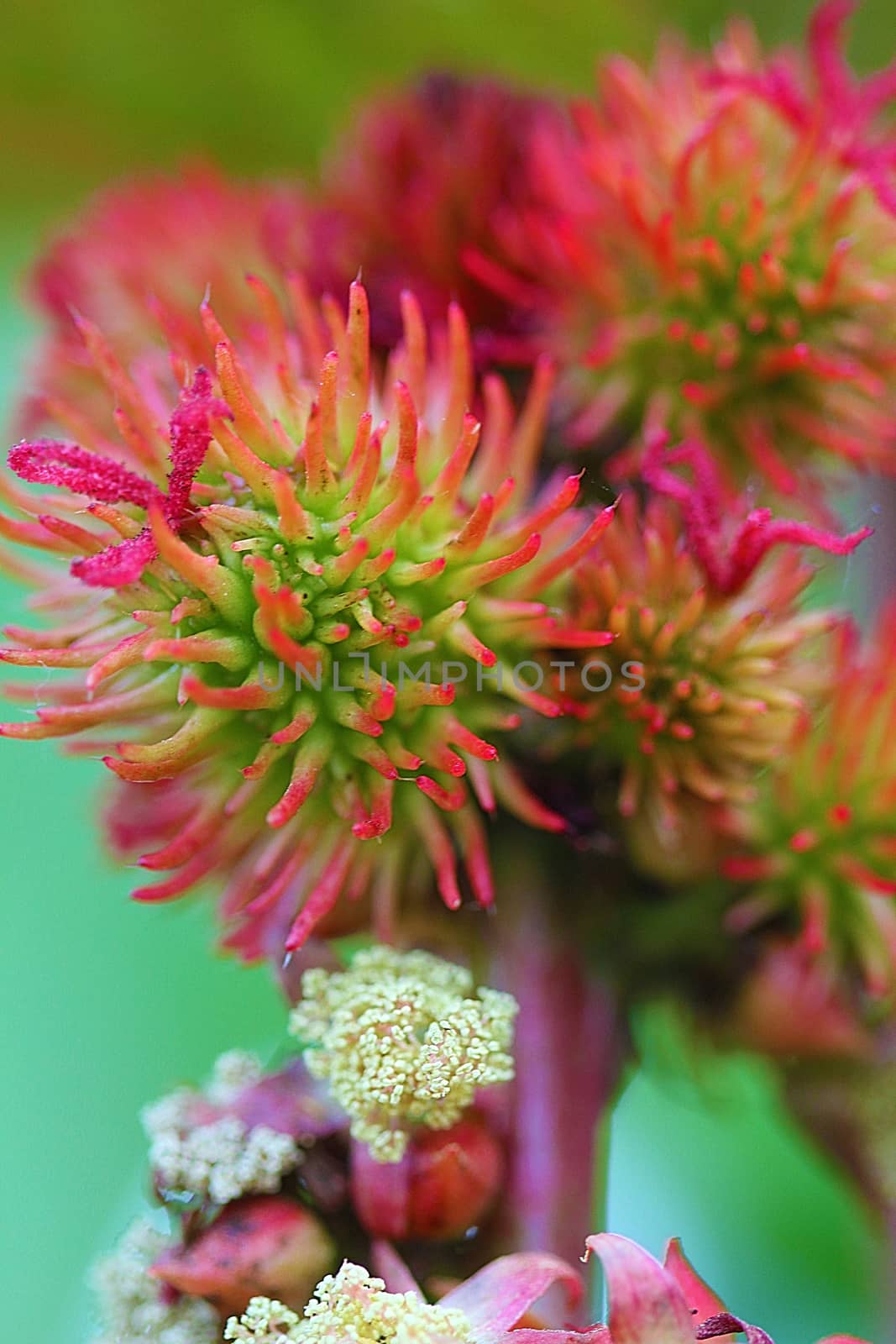 Sedum is a low growing foliage plant and comes in many perennial varieties.