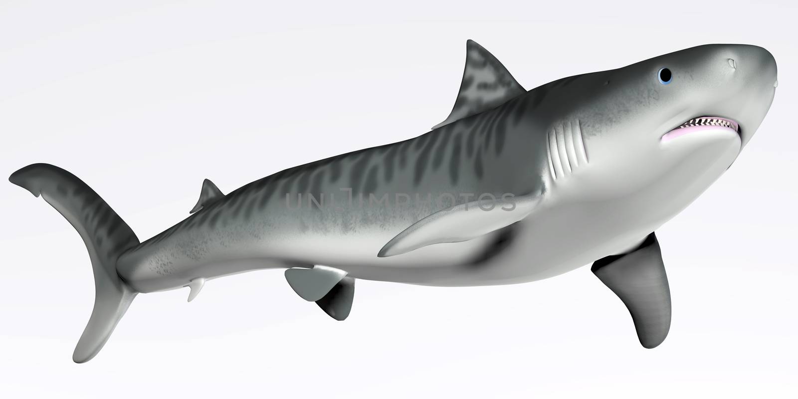 Tiger Shark on White by Catmando