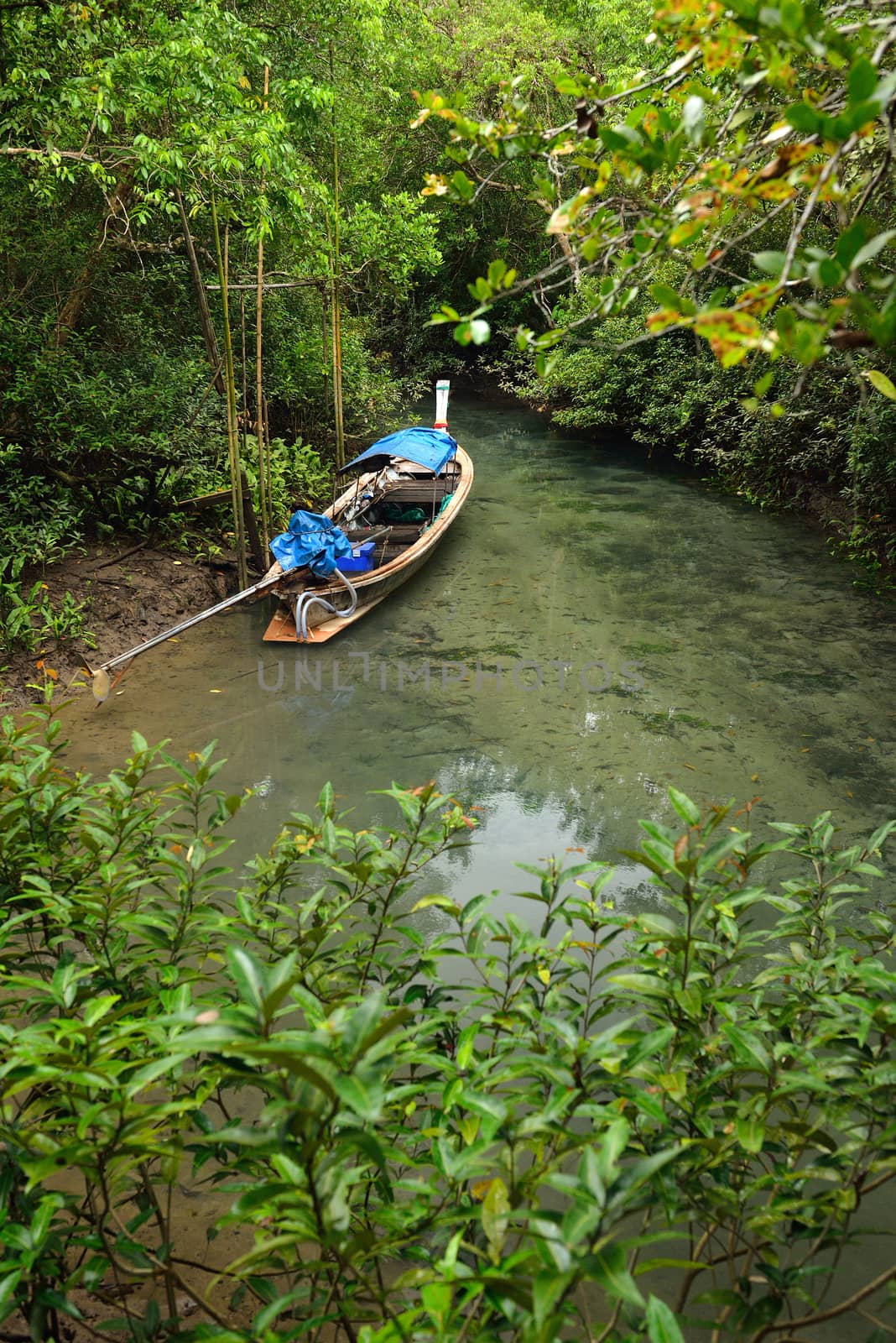 longtail boat in mangroves forest, Krabi, Thailand. by think4photop
