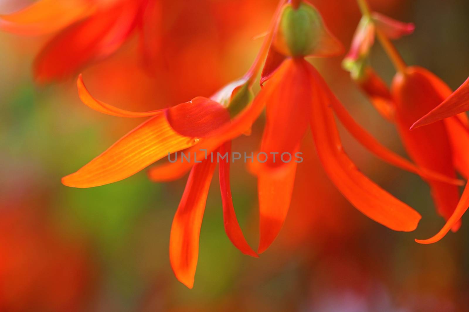 The Trailing Orange Begonia ia an annual flower that can be grown outdoors in hanging planters.