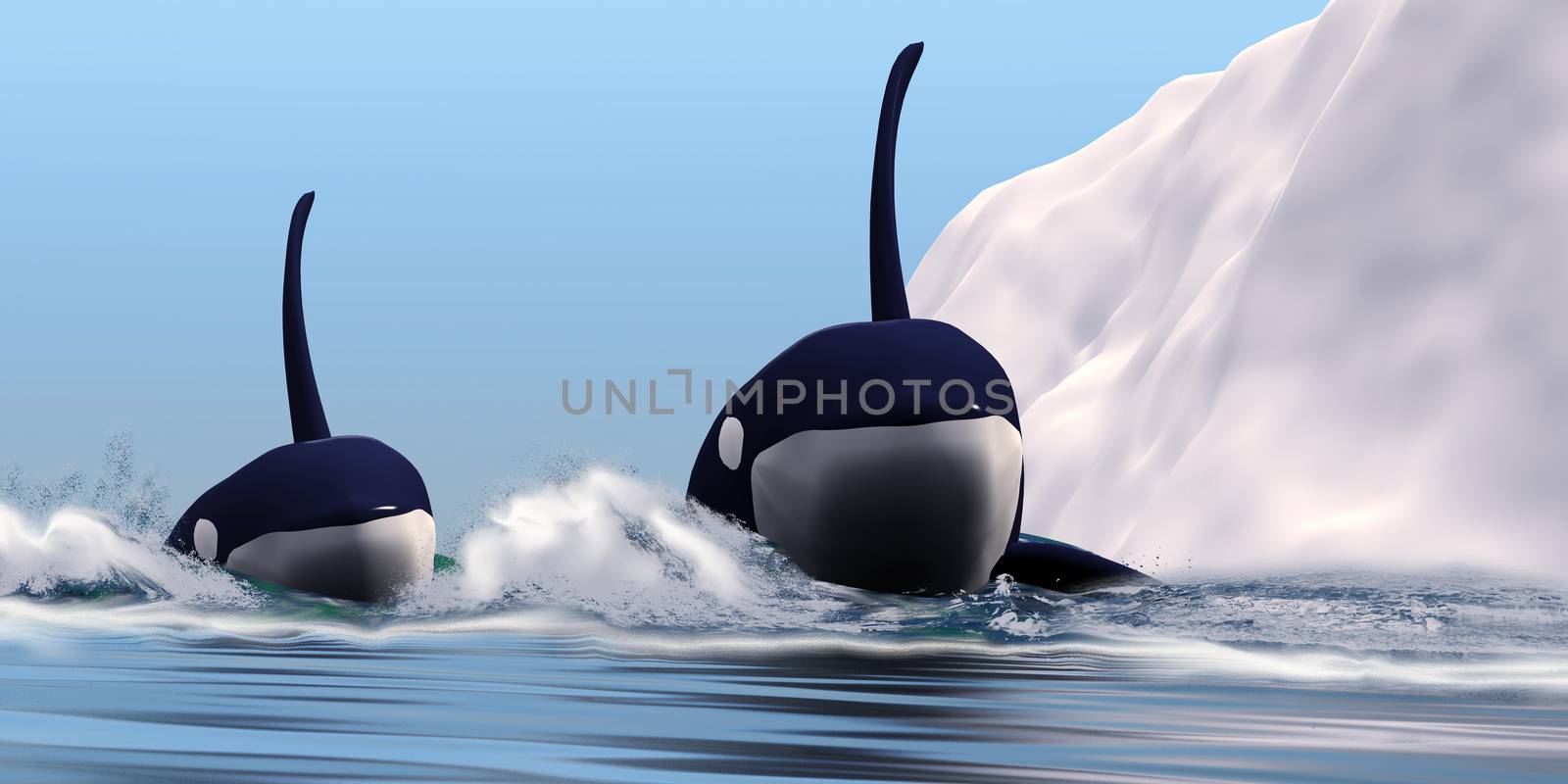 Two Orca Whales by Catmando