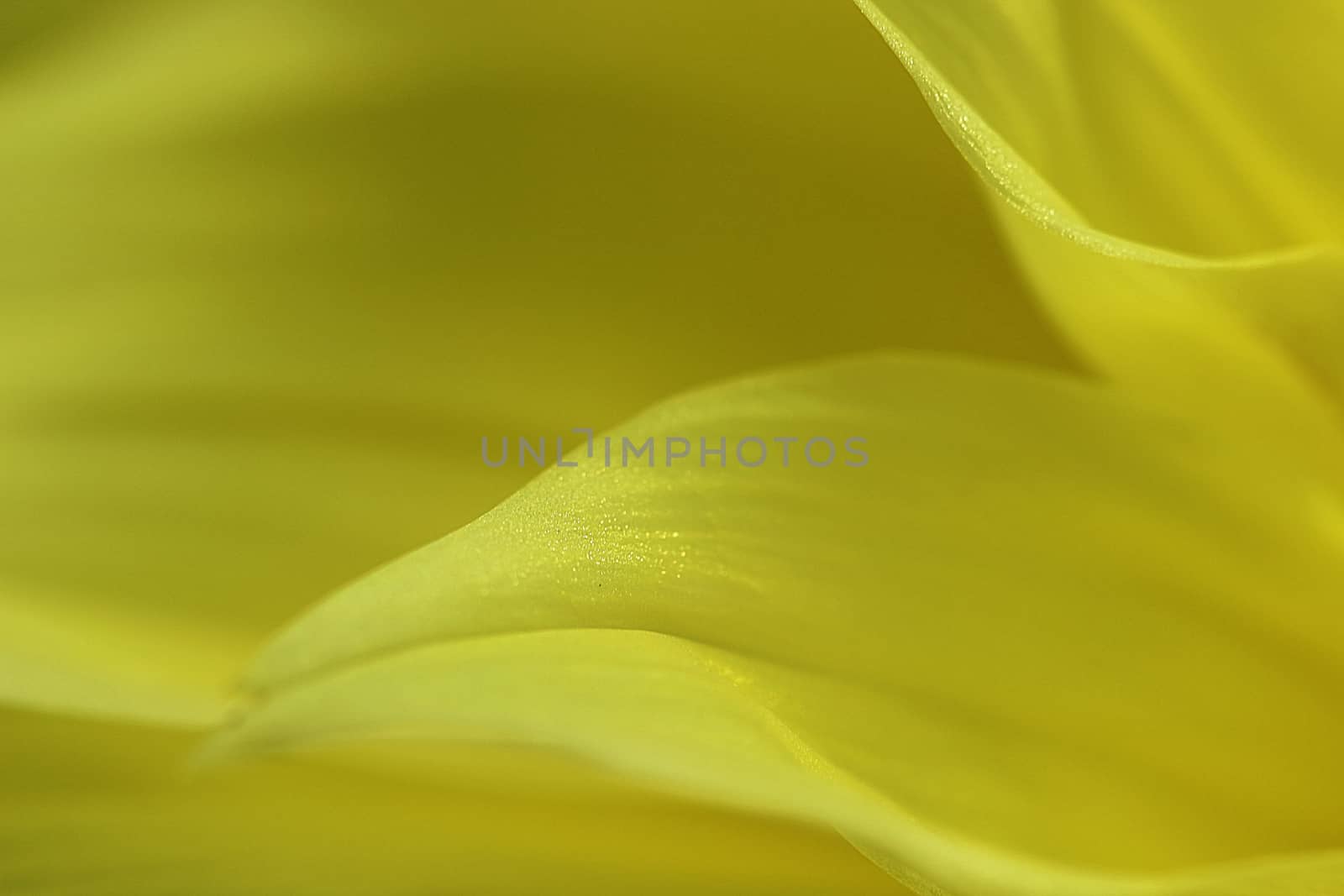 Yellow flower petals that can be used as a texture background.