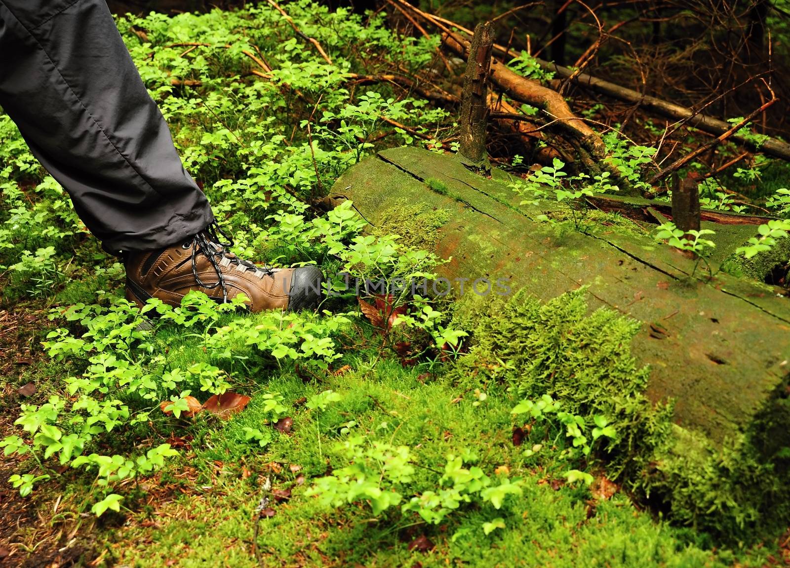 Man's foot in the shoe hiking in the green grass in forest