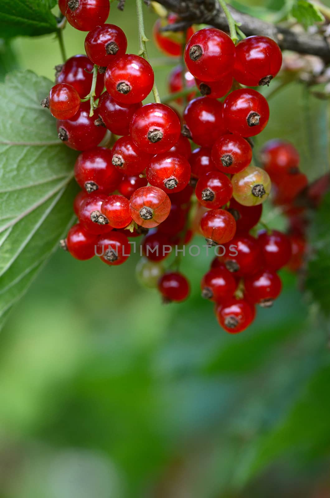 The red fresh currant close up. Macro