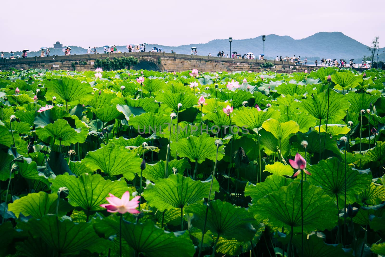 Hangzhou is a beautiful city in Zhejiang province China
