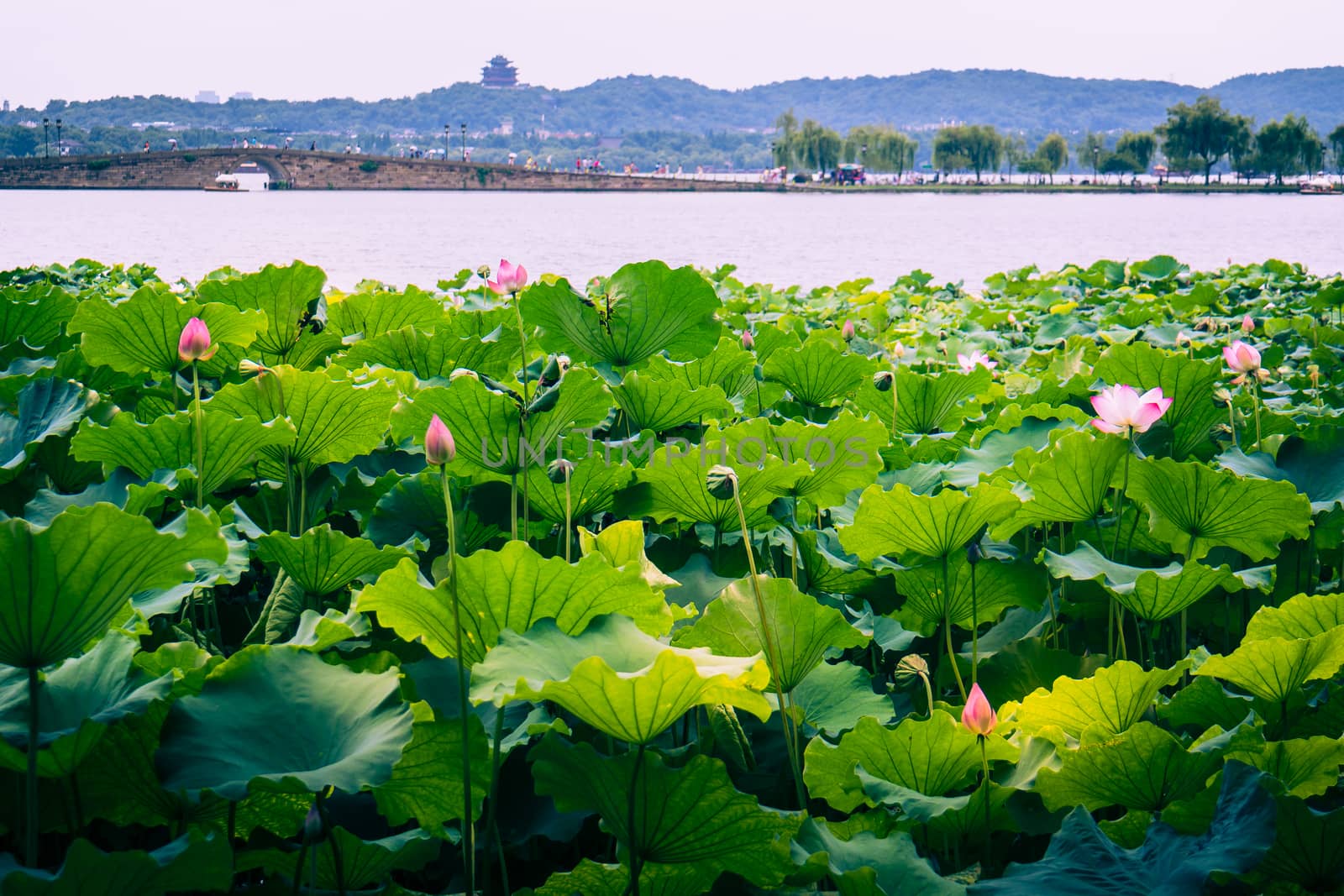 Hangzhou is a beautiful city in Zhejiang province China