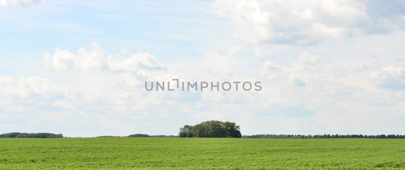 Green field on a background of the blue sky