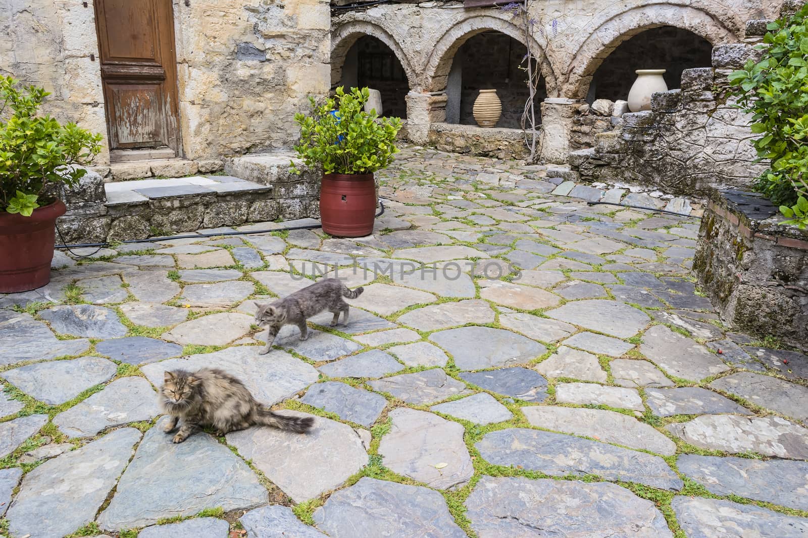 Tow cats in the monastery