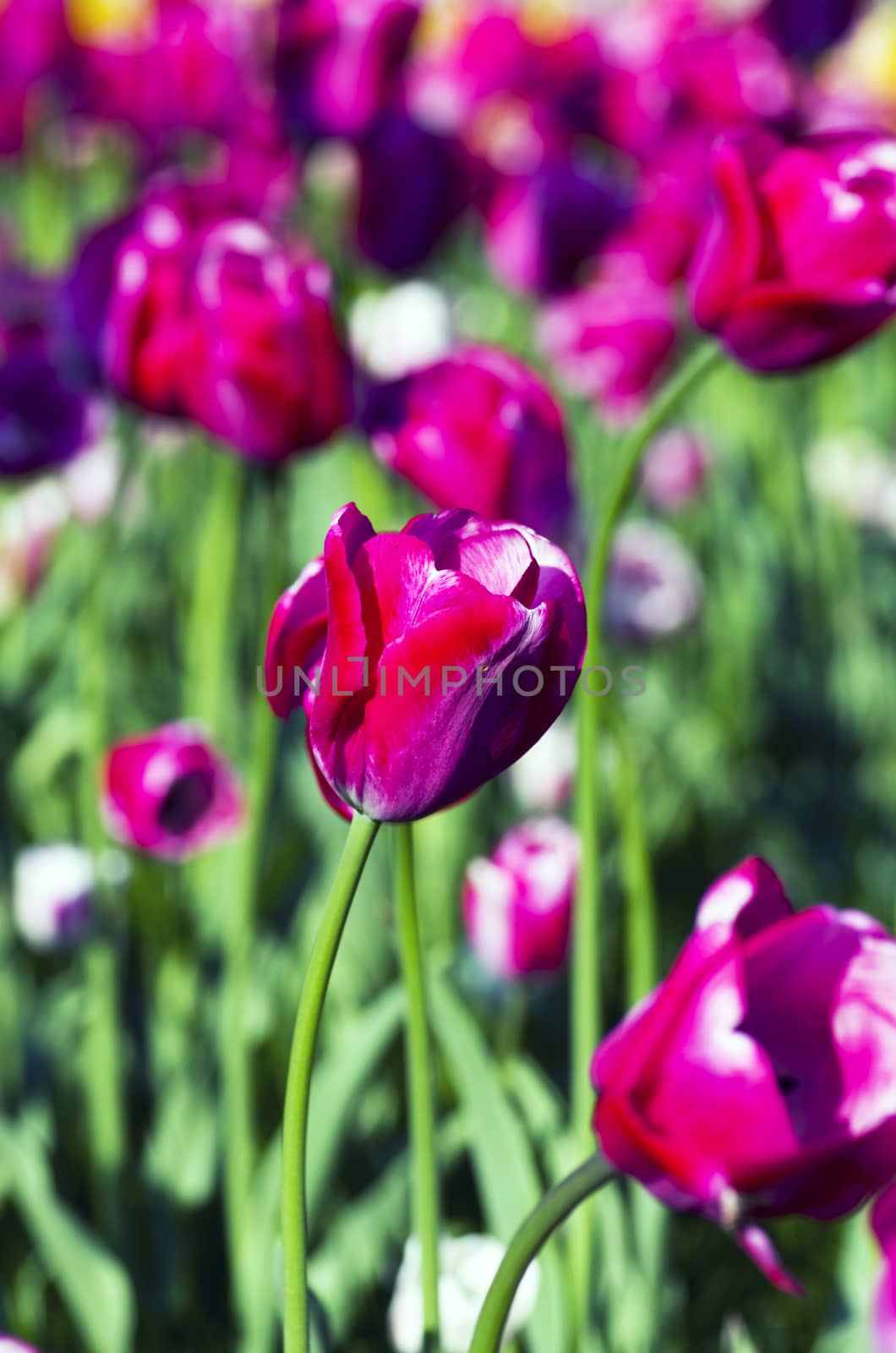 Spring background with tulips over natural background