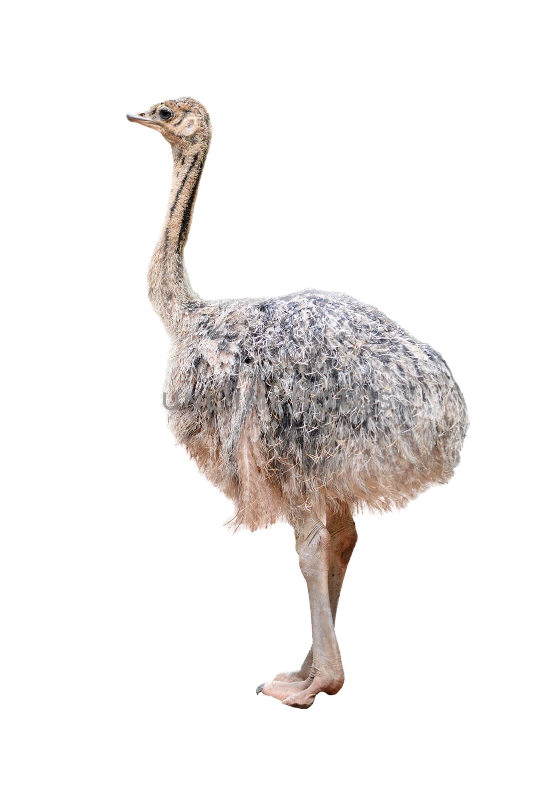 a baby ostrich isolated on white background