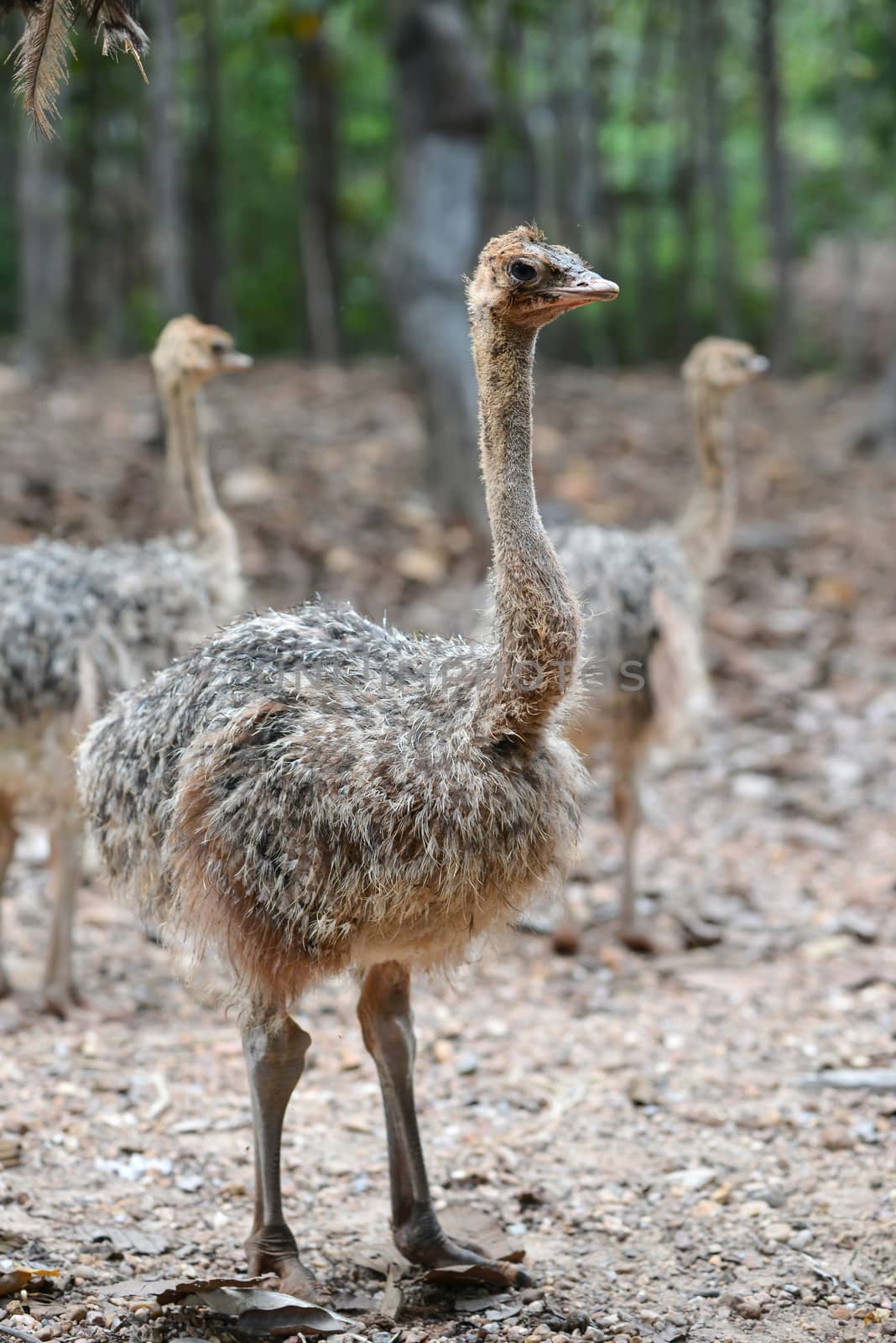 a baby ostrich in zoo