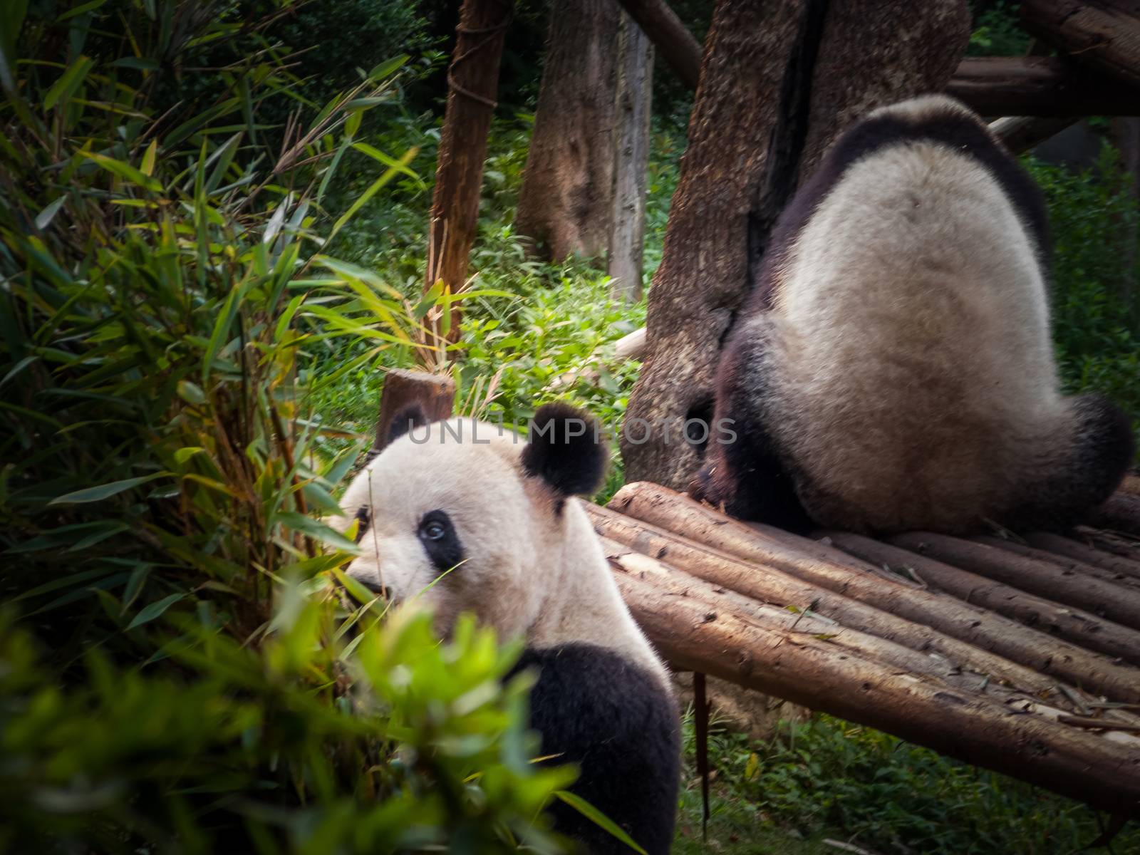 Panda playing in the bamboo forest in Sichuan province
