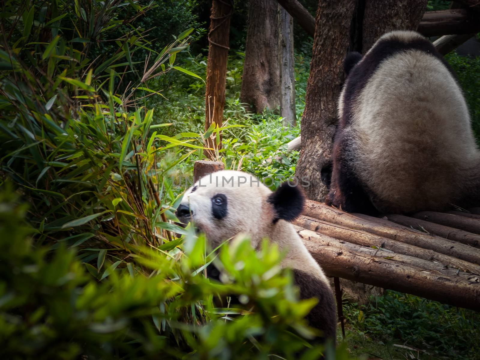 Panda playing in the bamboo forest in Sichuan province