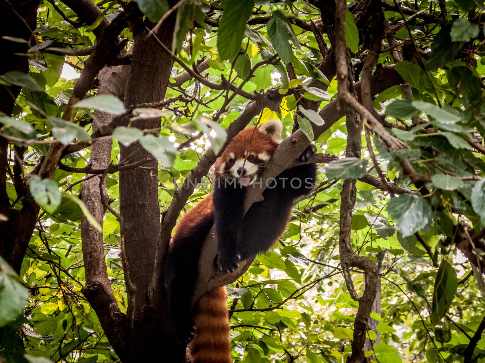 Panda playing in the bamboo forest in Sichuan province