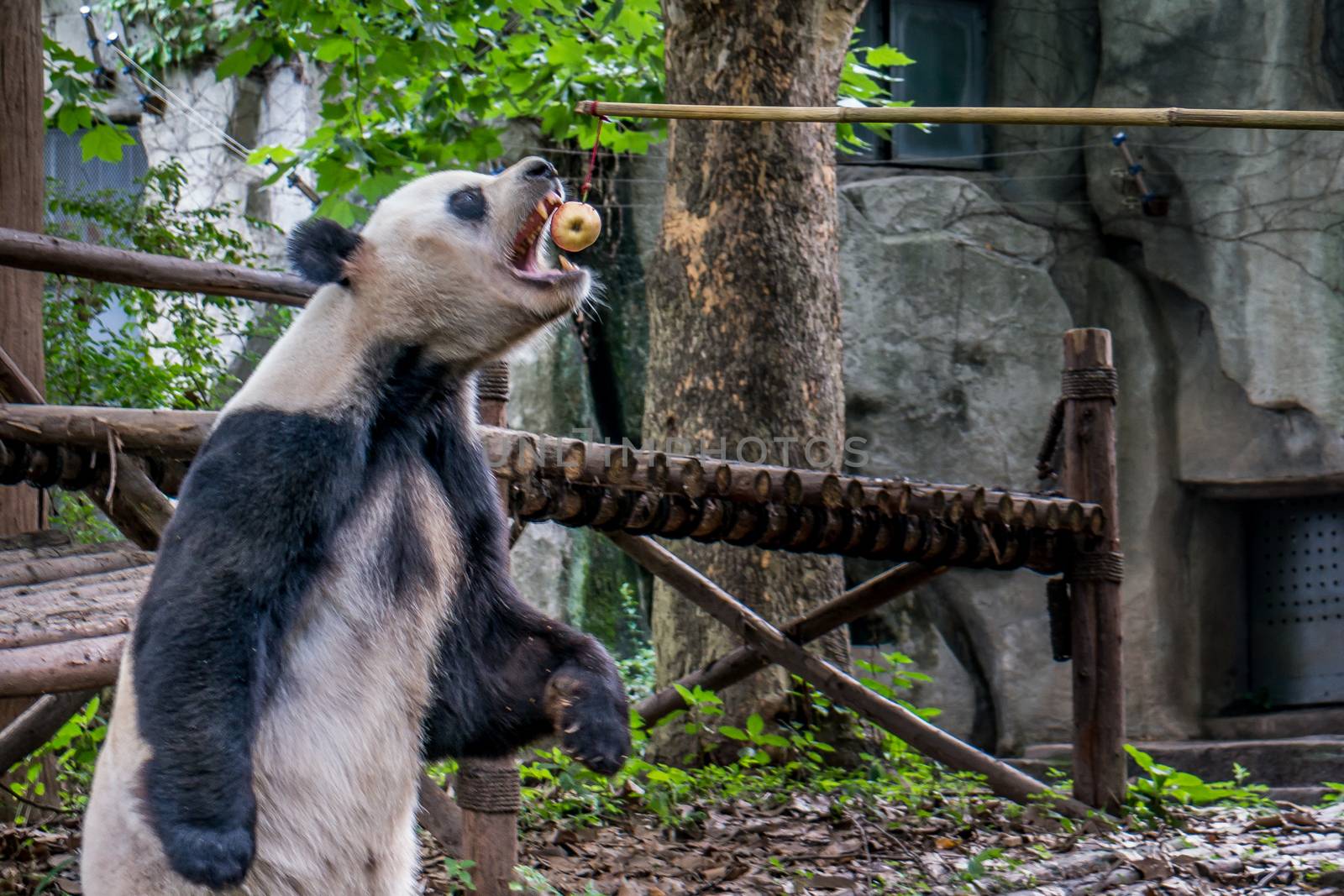 Panda playing in the bamboo forest in Sichuan province