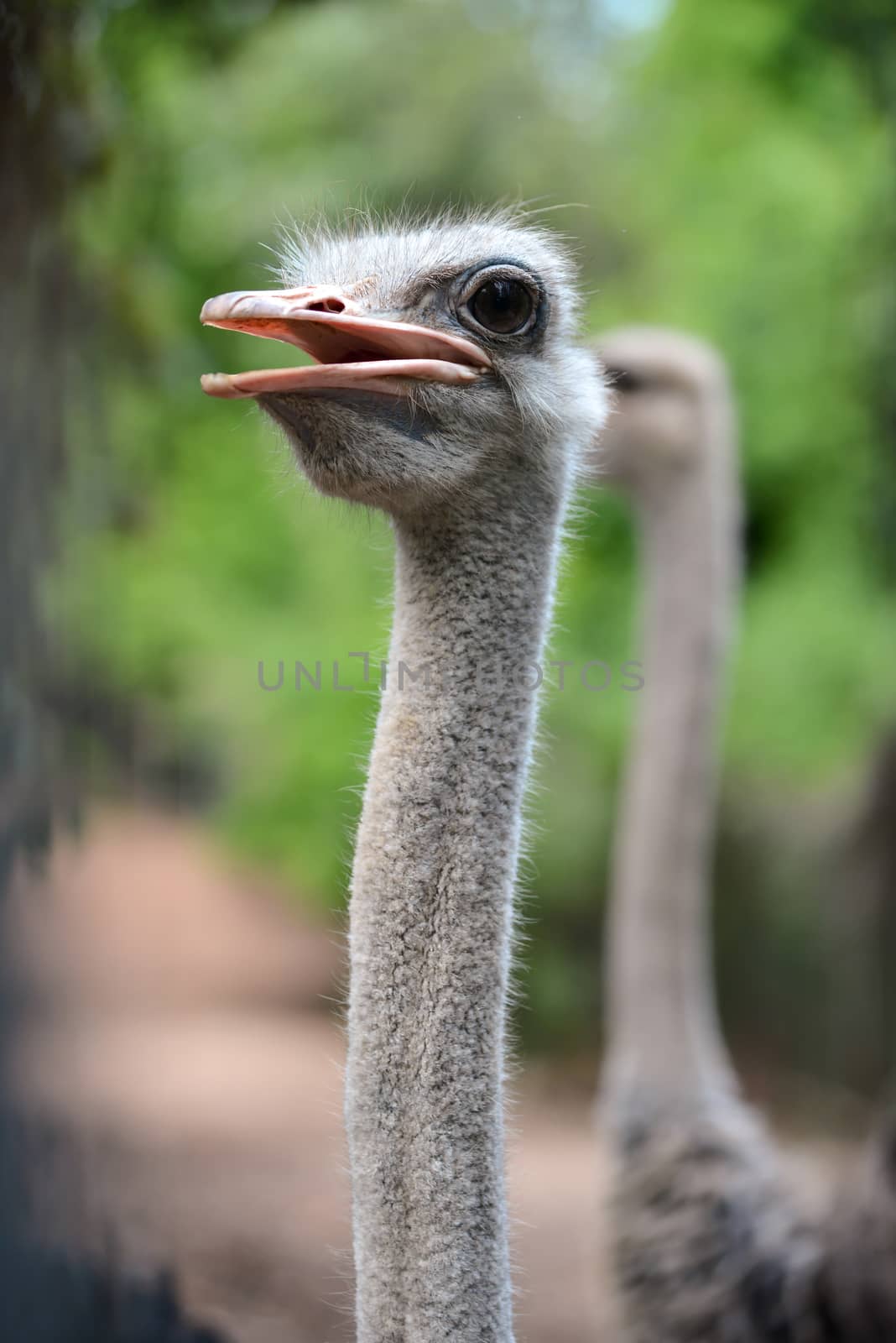 close up of ostrich head
