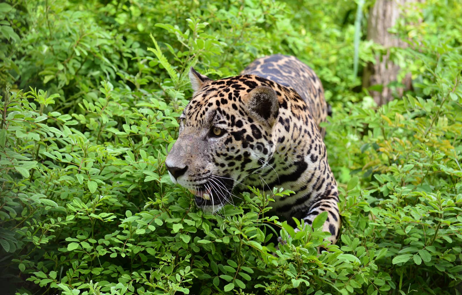 jaguar ( Panthera onca ) in nature