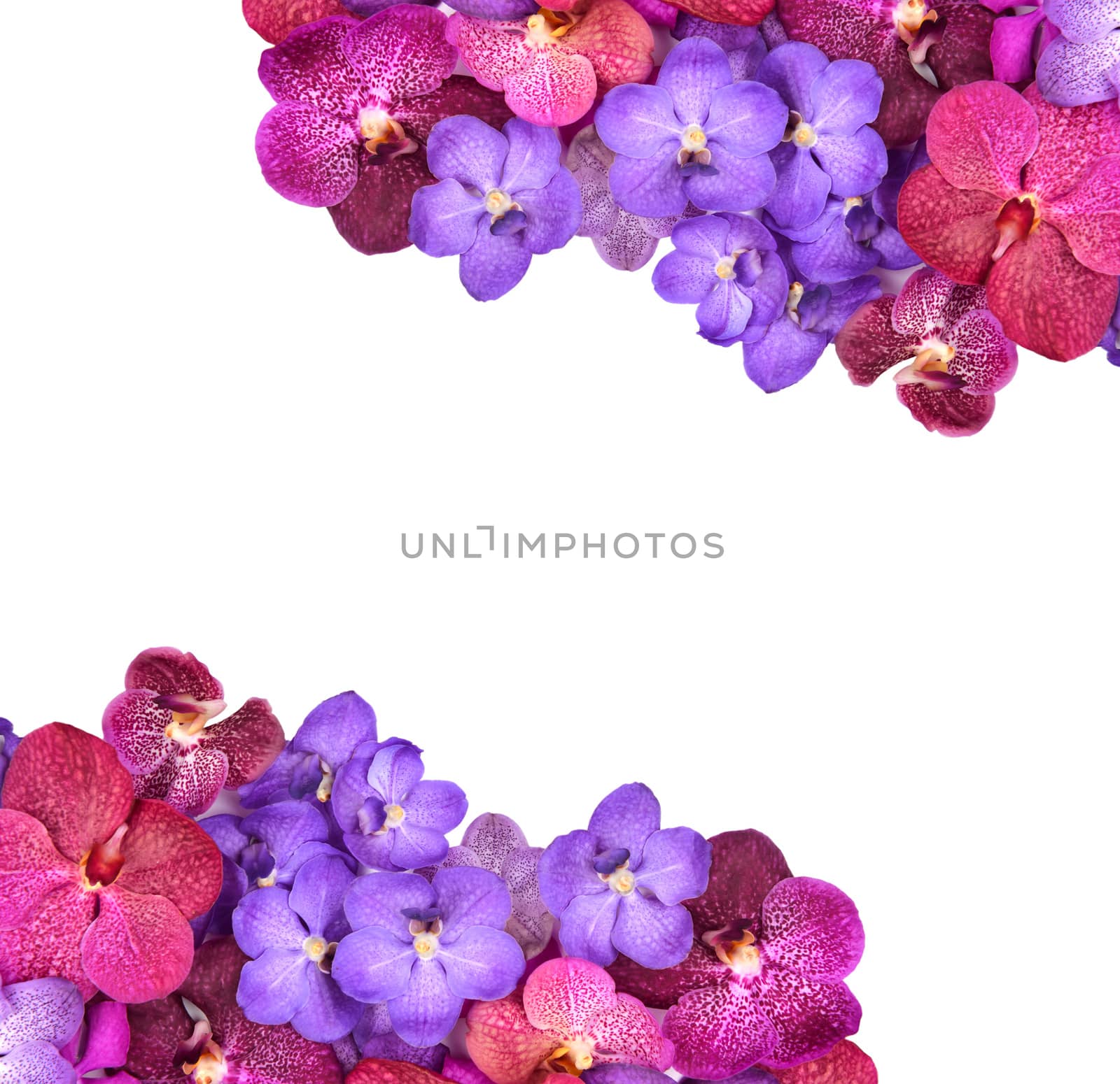 beautiful blooming orchid isolated on white background