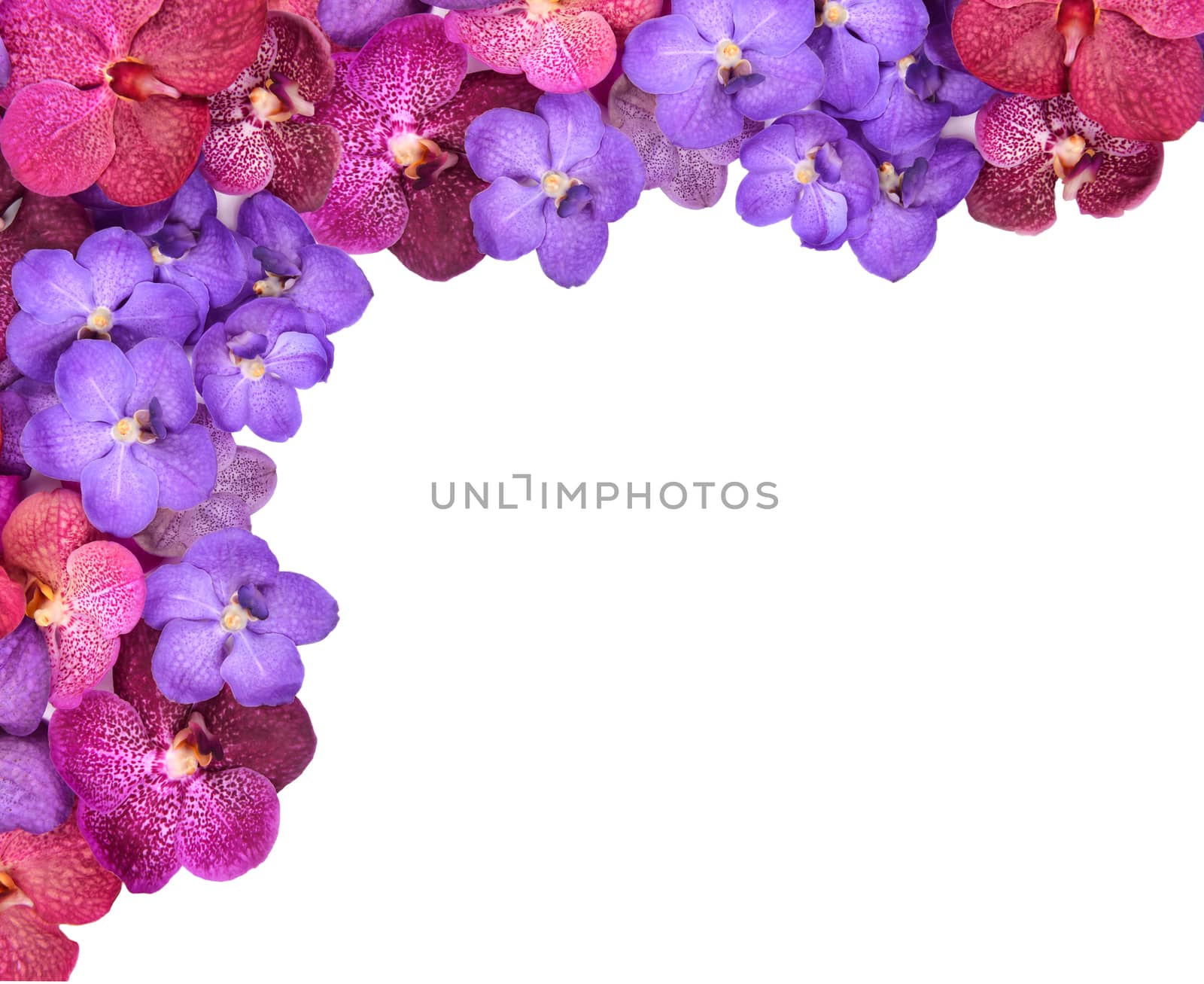 beautiful blooming orchid isolated on white background