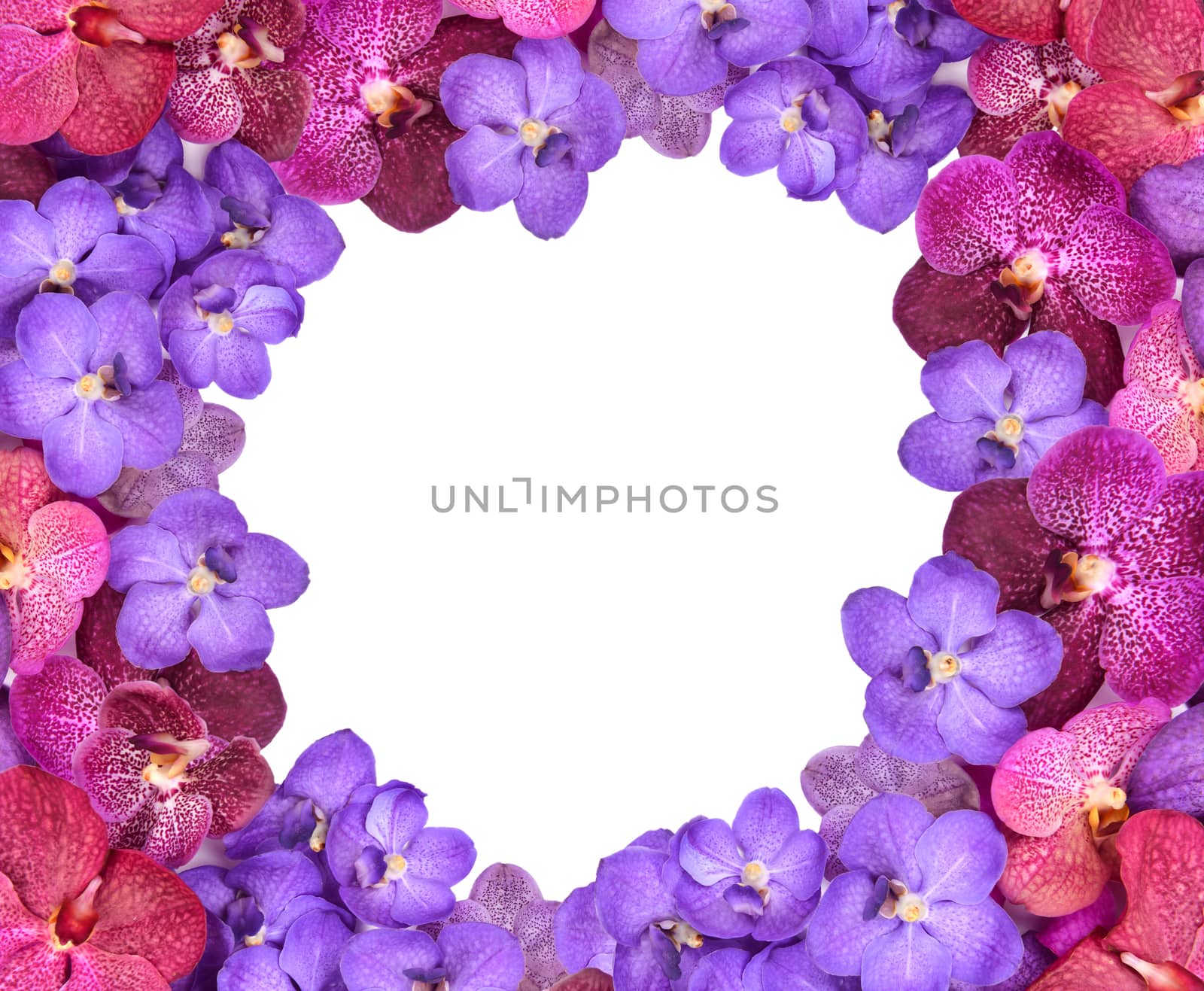 beautiful blooming orchid isolated on white background