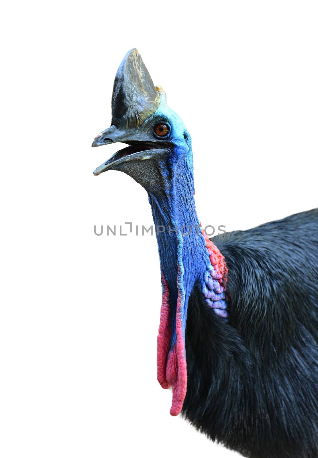 cassowary head isolated by anankkml