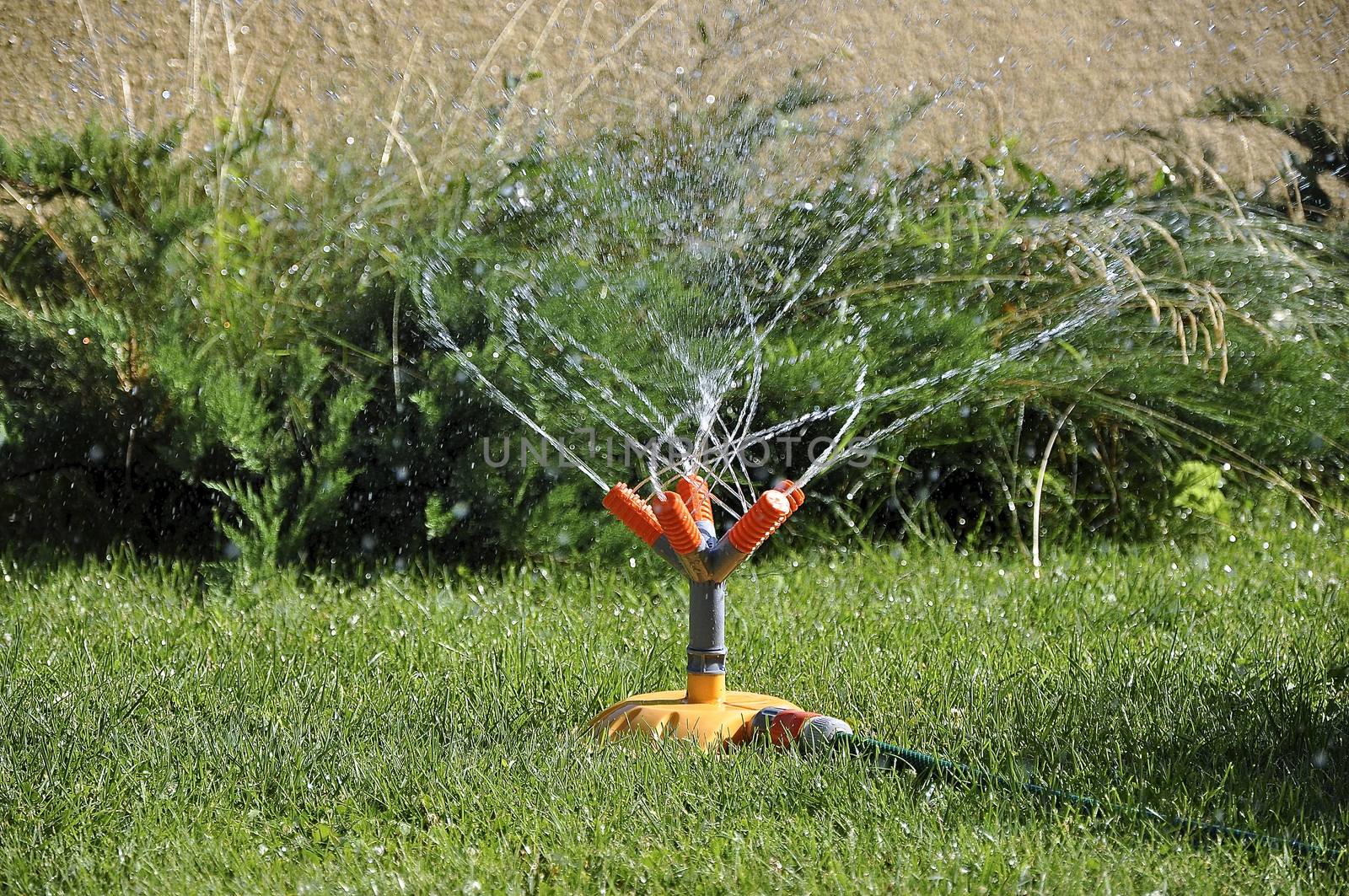 Watering the lawn dry summers with water spray 