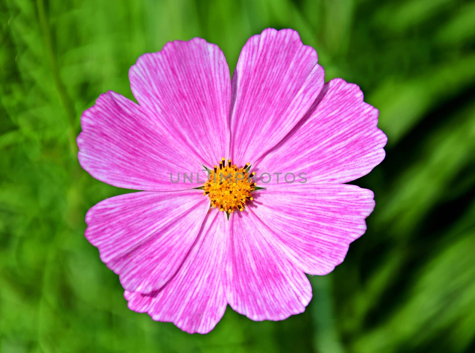 A pink cosmos or mexican aster (cosmos bipinnnatus) flower close up taken on a blurry green background.
