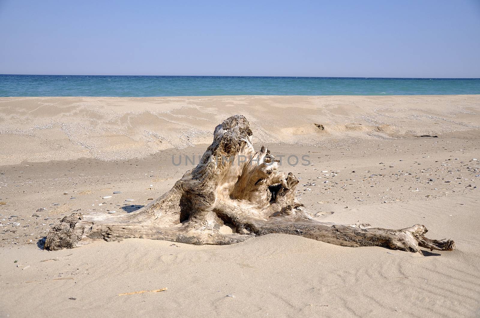 A root has run the country on the Black Sea Coast 