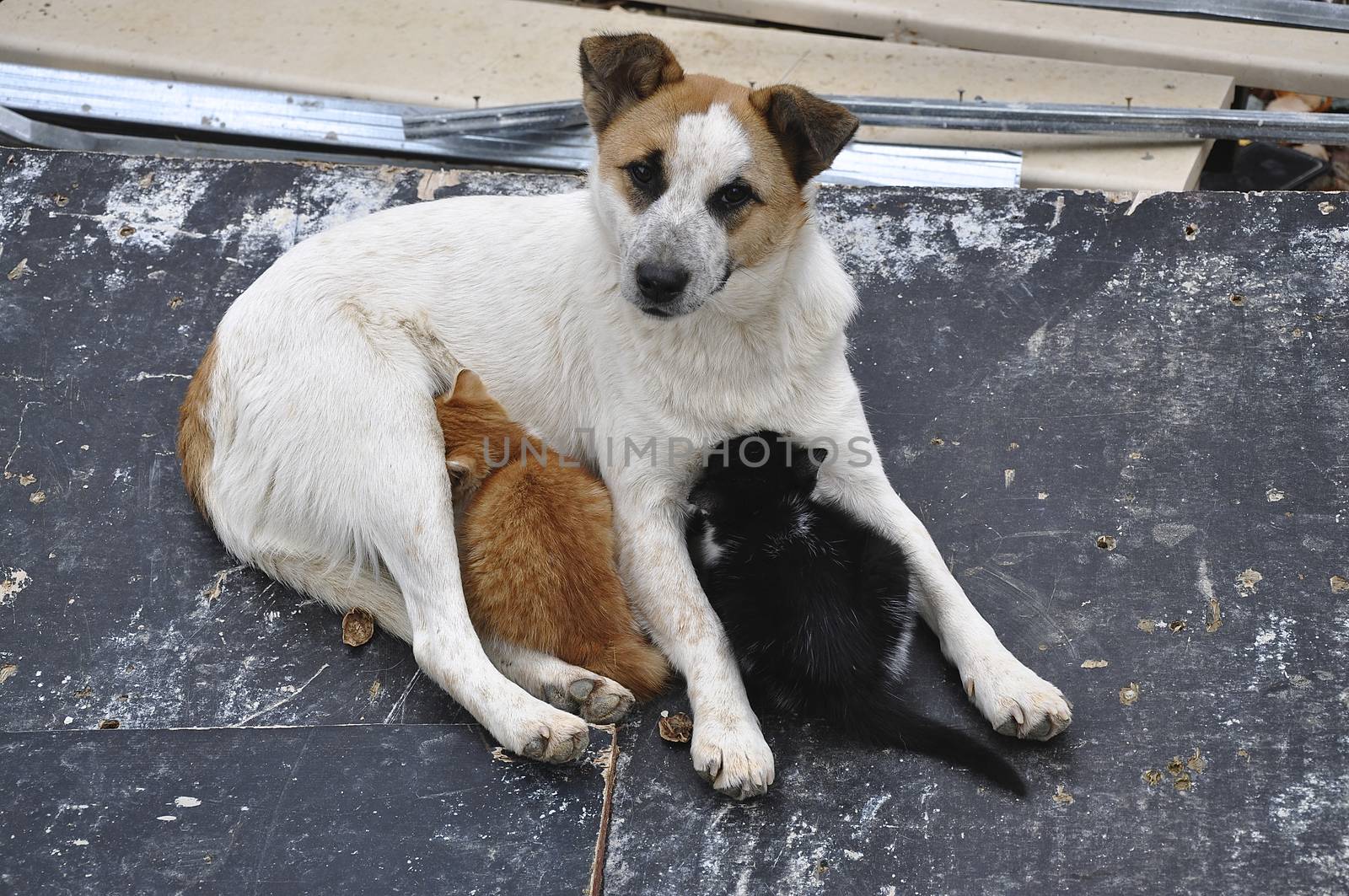 A dog takes mothering for two abandoned kittens on a construction site in Byala by the Black Sea 