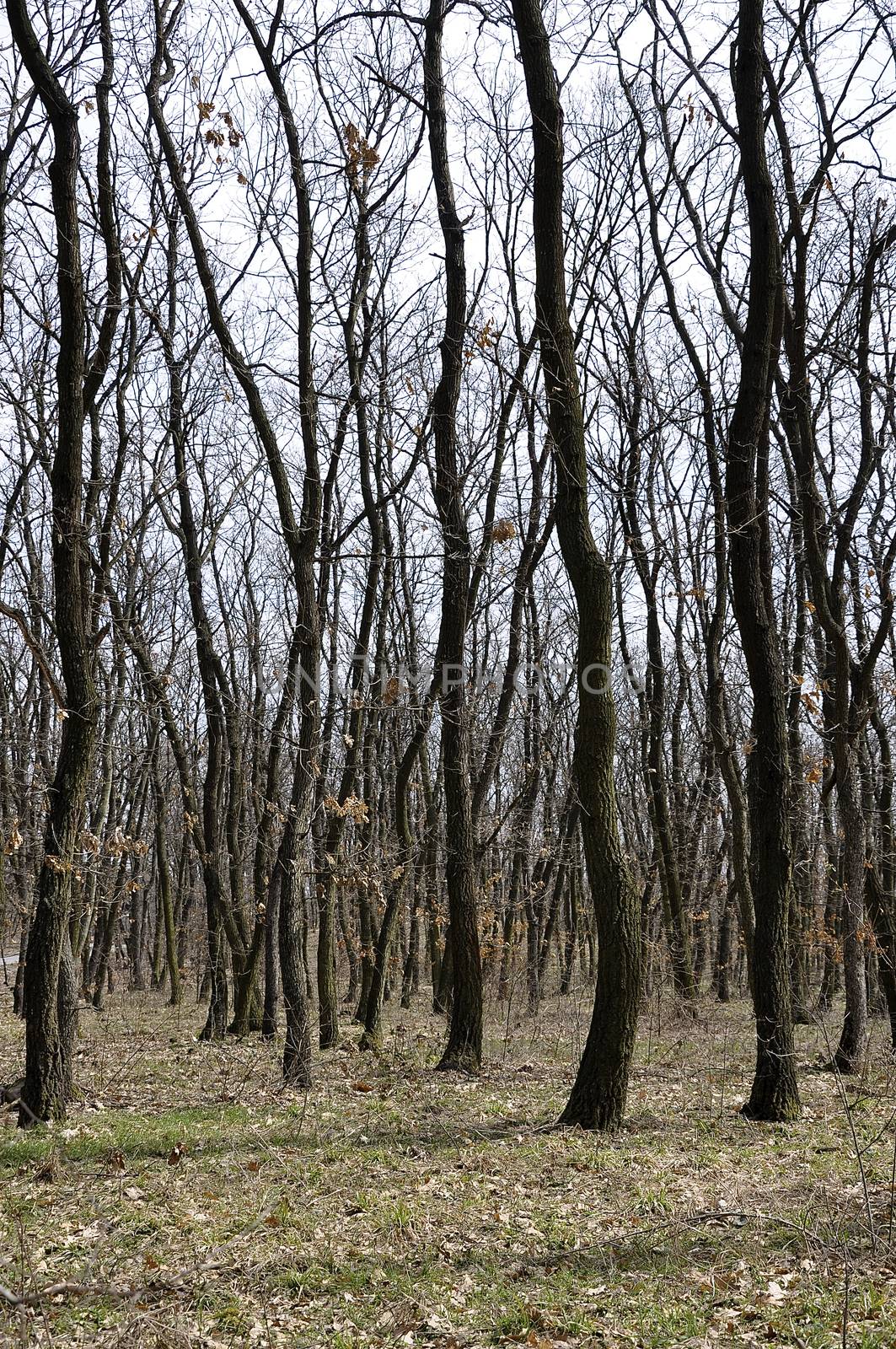 Young oak forest in Avren outside Varna on the Black Sea coast 