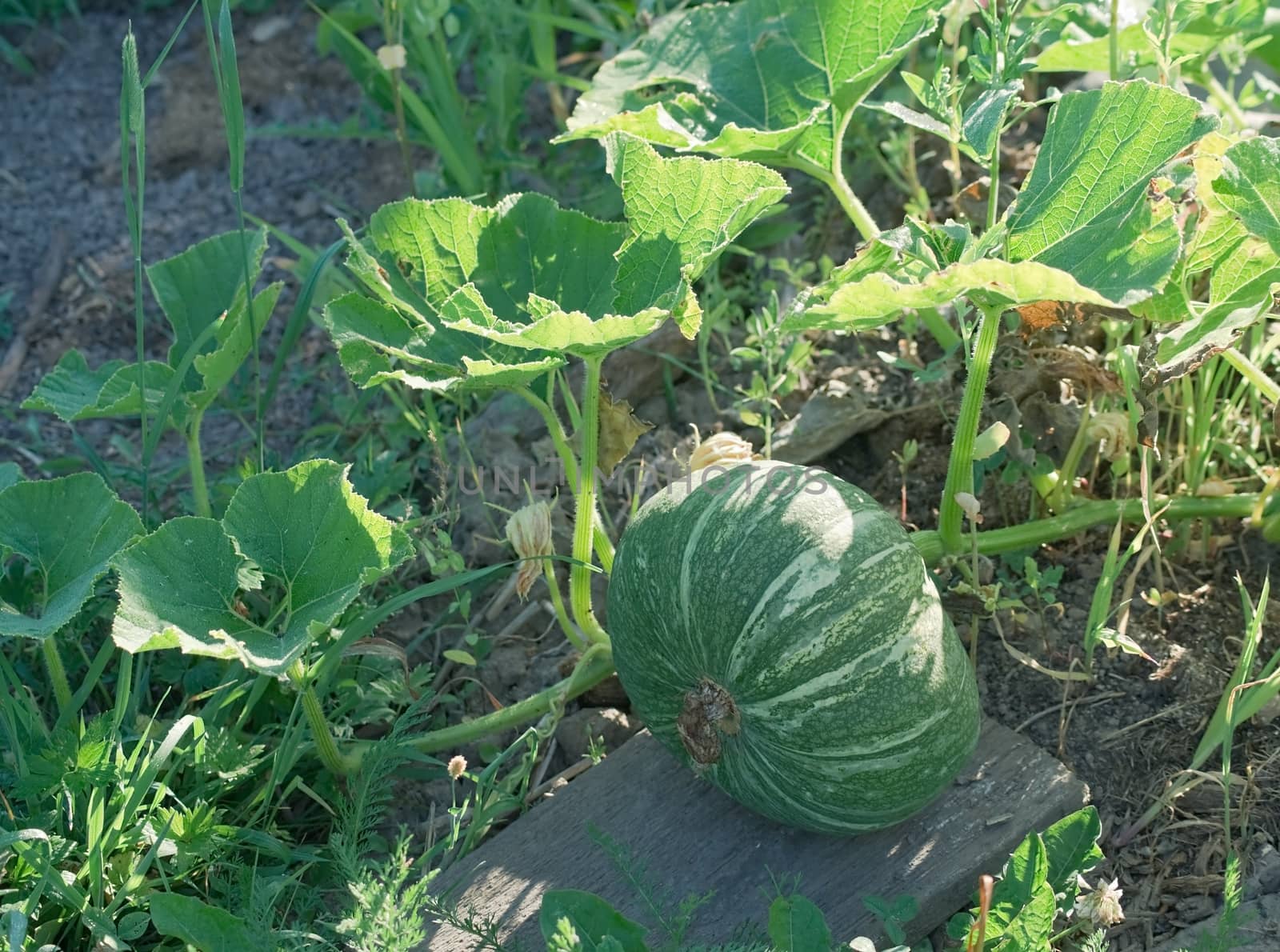 Pumpkin plant growing in the garden under the summer sun