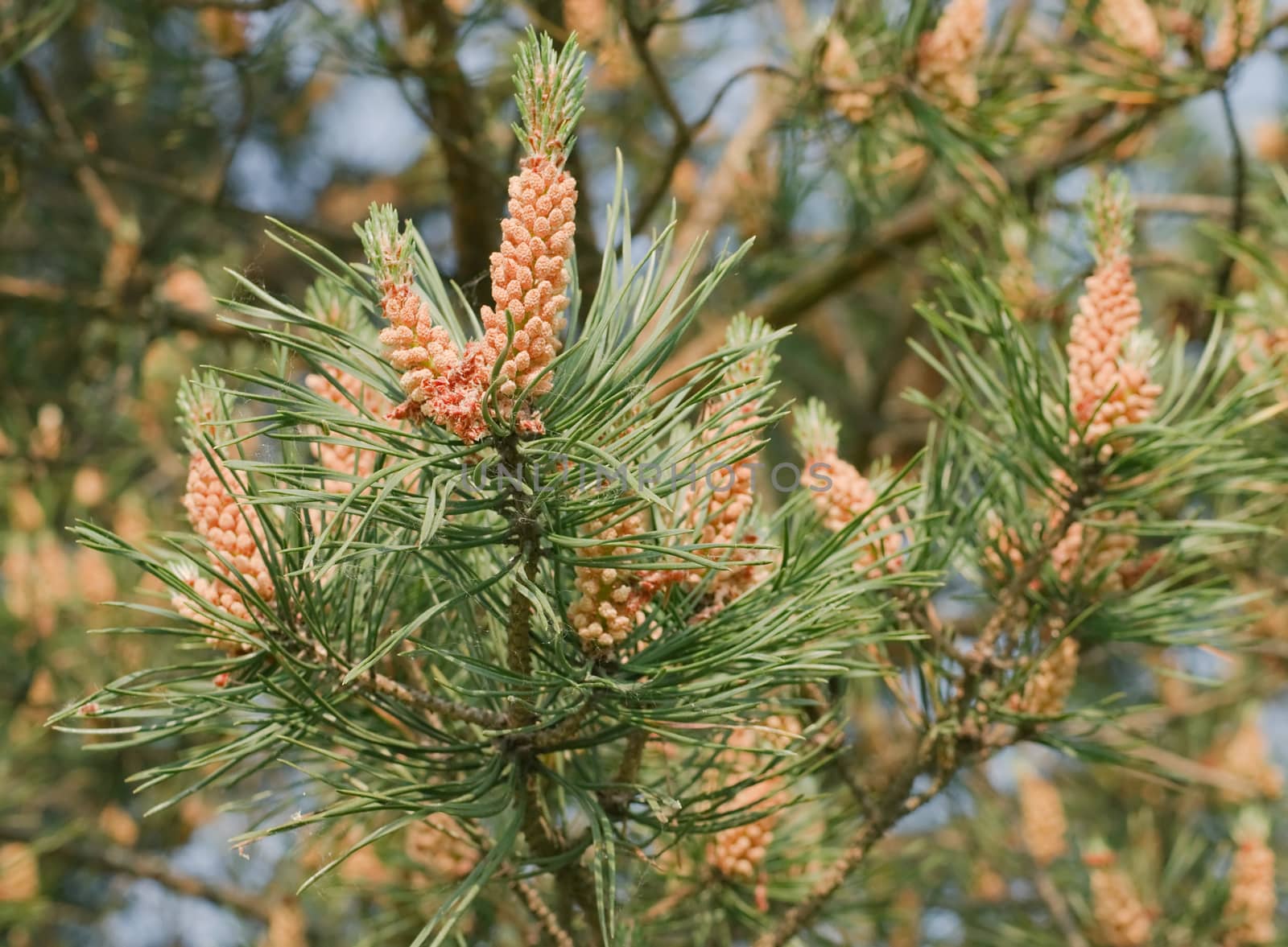  Pine branch blooming in spring in forest