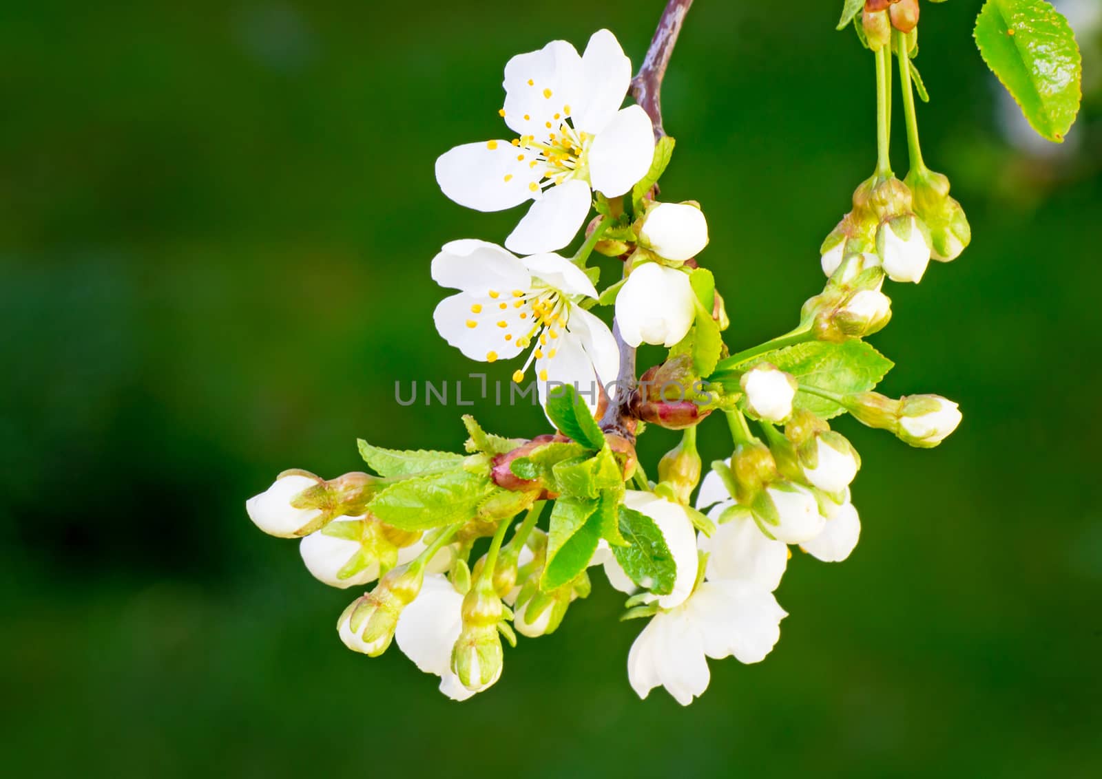 Branch of blossoming cherry against a green garden by georgina198
