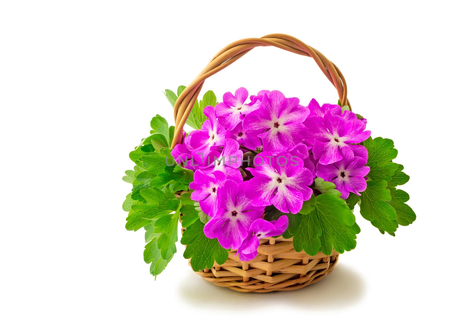  Basket with large bright flowers of a violet on a white background.